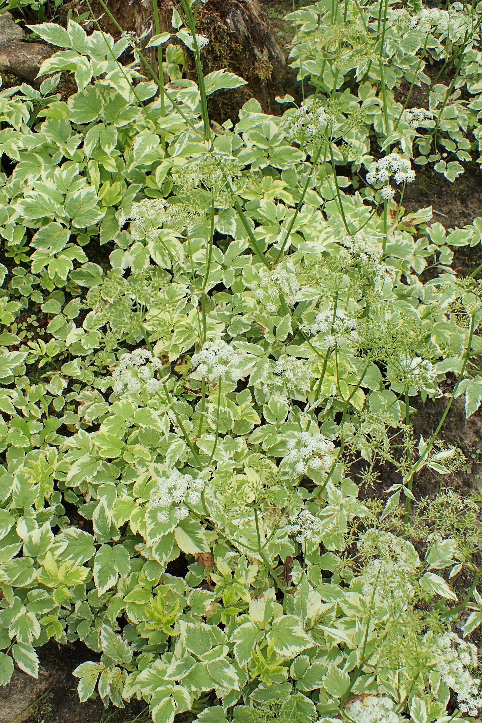 Bishop's Weed (Aegopodium Podagraria) — but caution is warranted as it is an aggressive spreader; be mindful when introducing this plant to your, image 56
