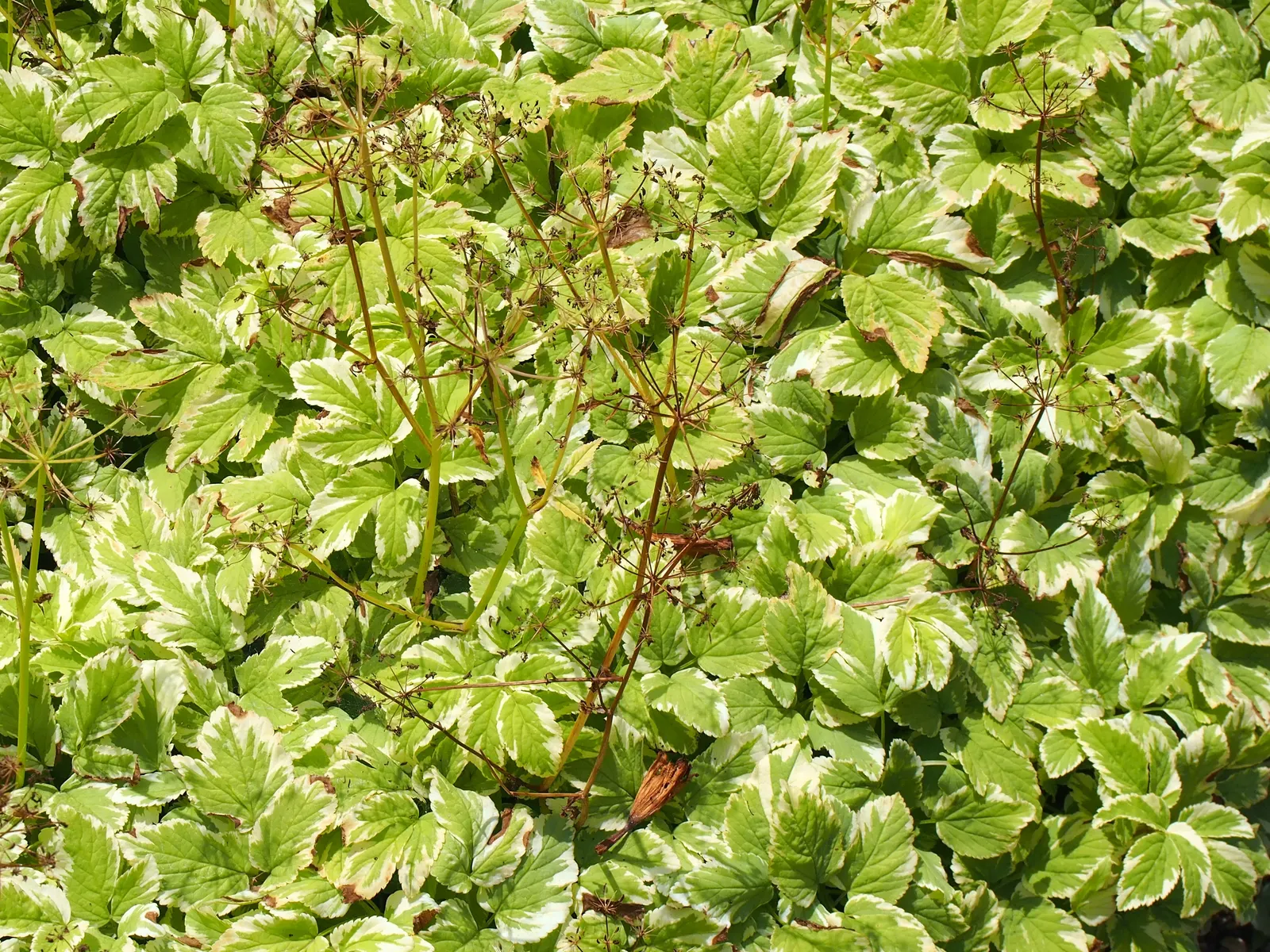 Bishop's Weed (Aegopodium Podagraria) — is often appreciated for its lush foliage and resilience; white umbel flowers atop distinct, image 55