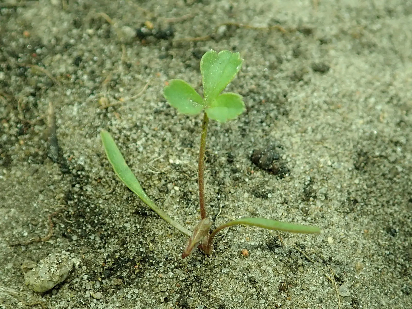 Bishop's Weed (Aegopodium Podagraria) — white umbel flowers atop distinct; its variegated leaves are light green with creamy edges, offering a, image 106