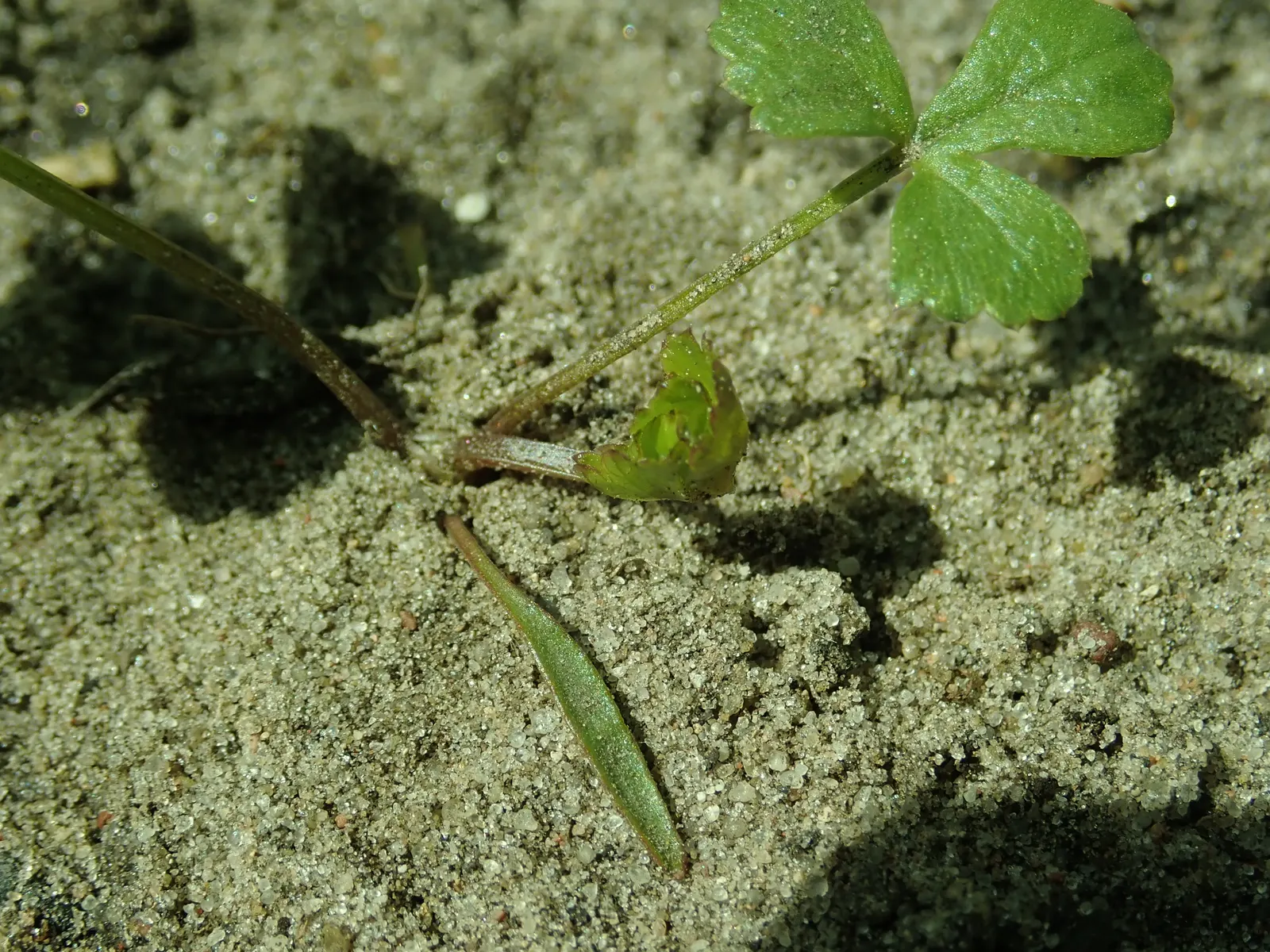 Bishop's Weed (Aegopodium Podagraria) — herbaceous perennial well-suited for temperate landscapes where a hearty groundcover is desired; ground, image 99