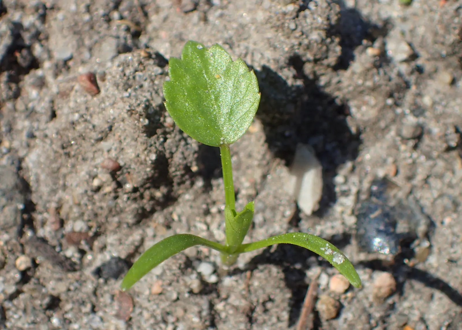 Bishop's Weed (Aegopodium Podagraria) — ground cover / perennial for full or half or shade; often requiring barriers or regular maintenance to keep it contained