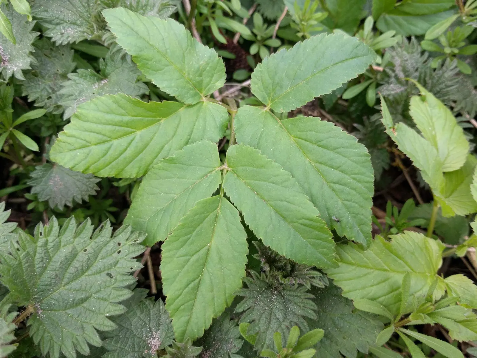 Bishop's Weed (Aegopodium Podagraria) — herbaceous perennial well-suited for temperate landscapes where a hearty groundcover is desired; ground, image 122
