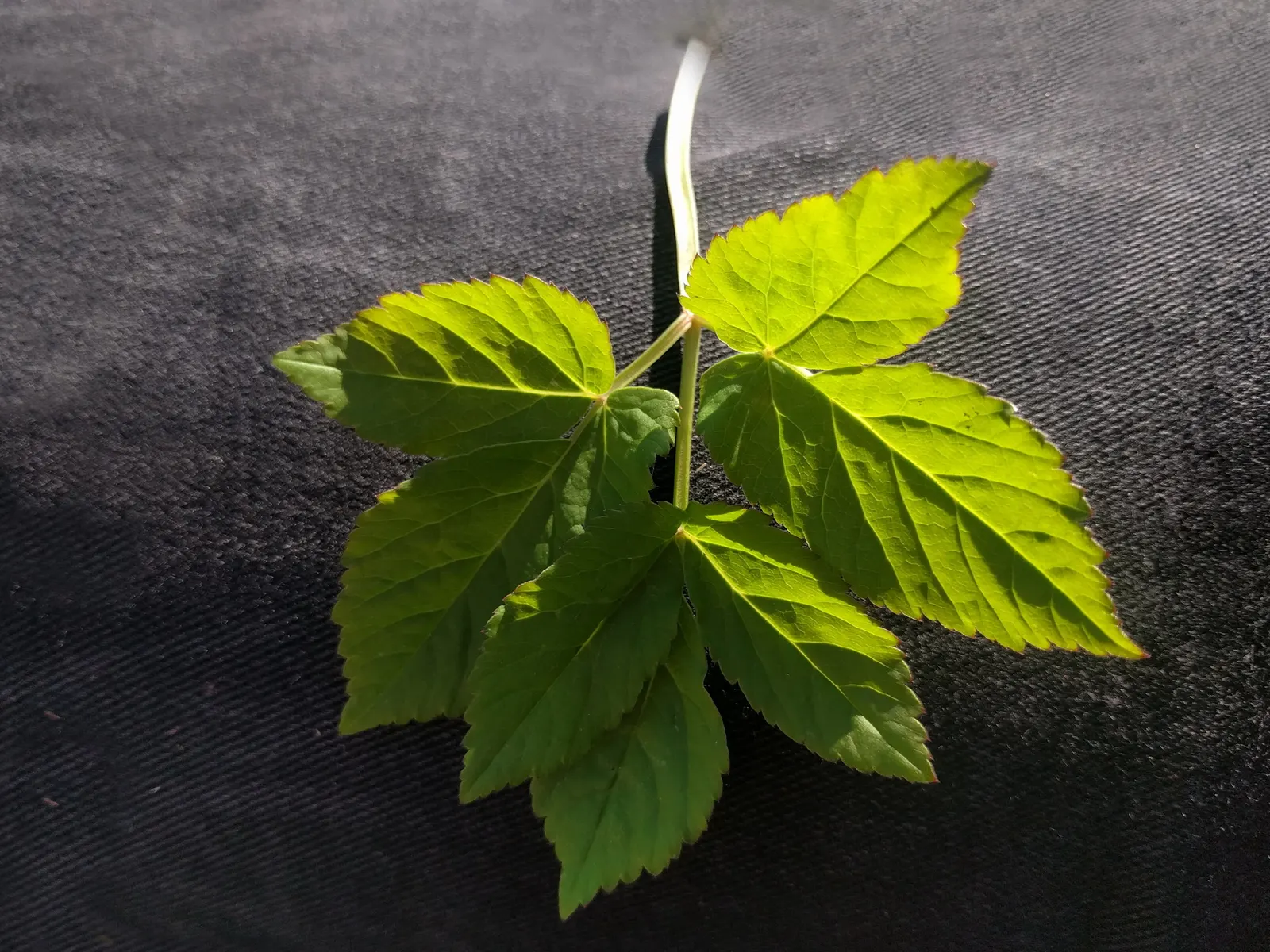 Bishop's Weed (Aegopodium Podagraria) — with leaves splashed in hues of cream and green, image 127