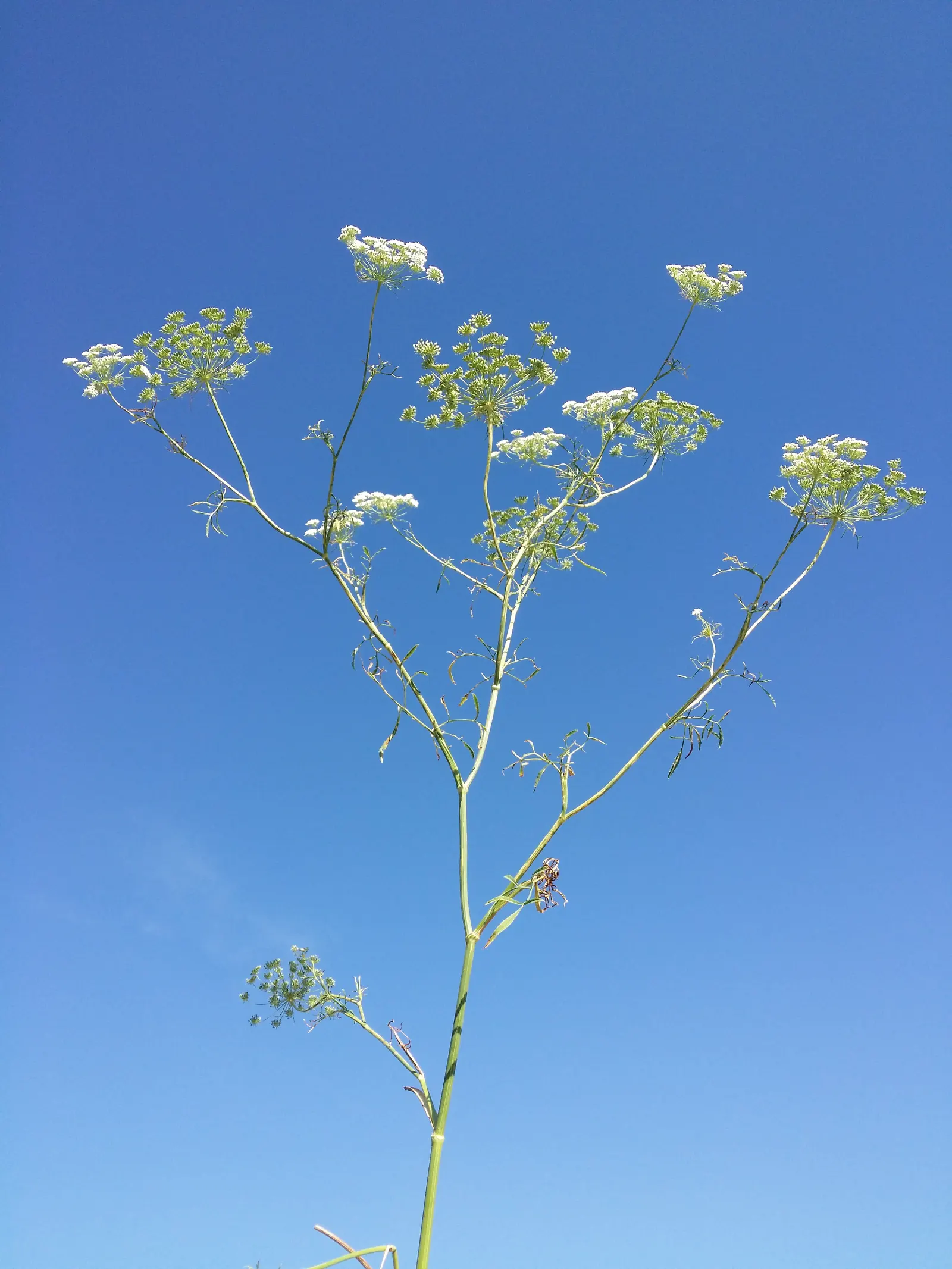 Bishop's Weed (Aegopodium Podagraria) — as its vigor can lead to dominance over less aggressive species; bringing brightness to shady spaces, image 91