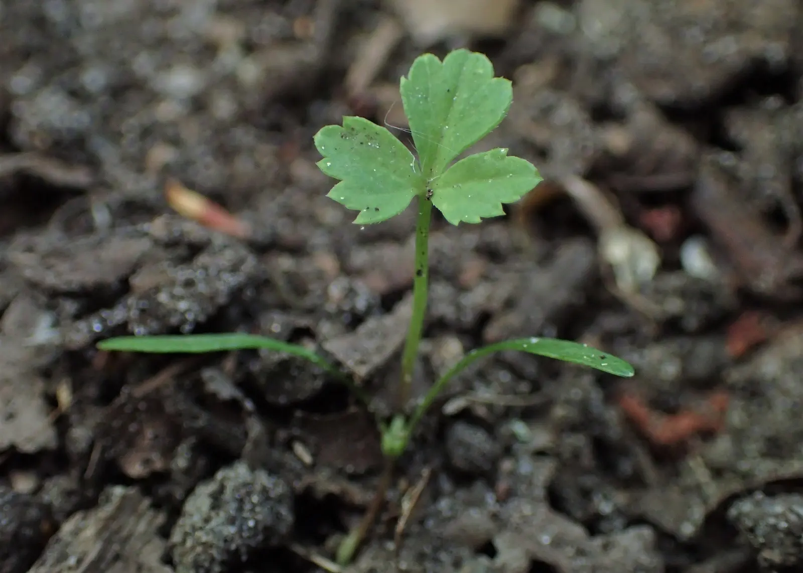 Bishop's Weed (Aegopodium Podagraria) — bringing brightness to shady spaces; care should be taken to control its spread, image 105