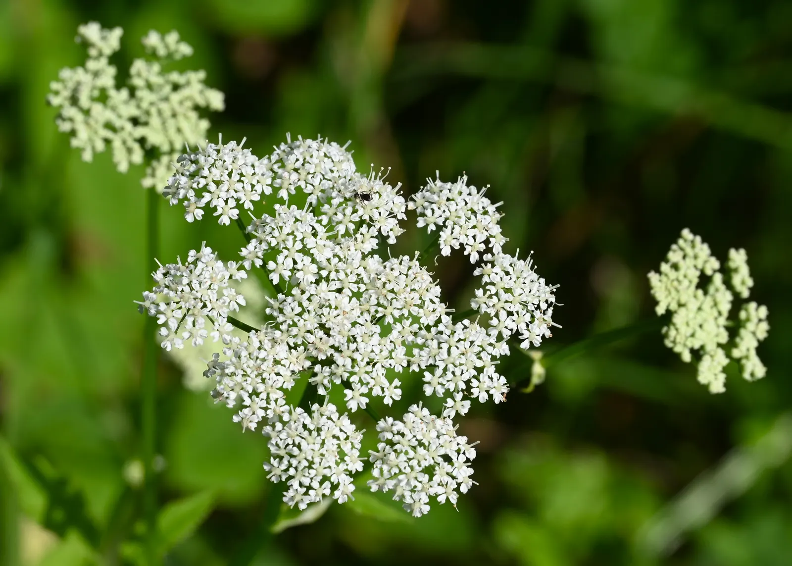 Bishop's Weed (Aegopodium Podagraria) — Hardy in zones 4-9, it thrives in partial to full shade and prefers moist soil; is a fast-growing, image 119