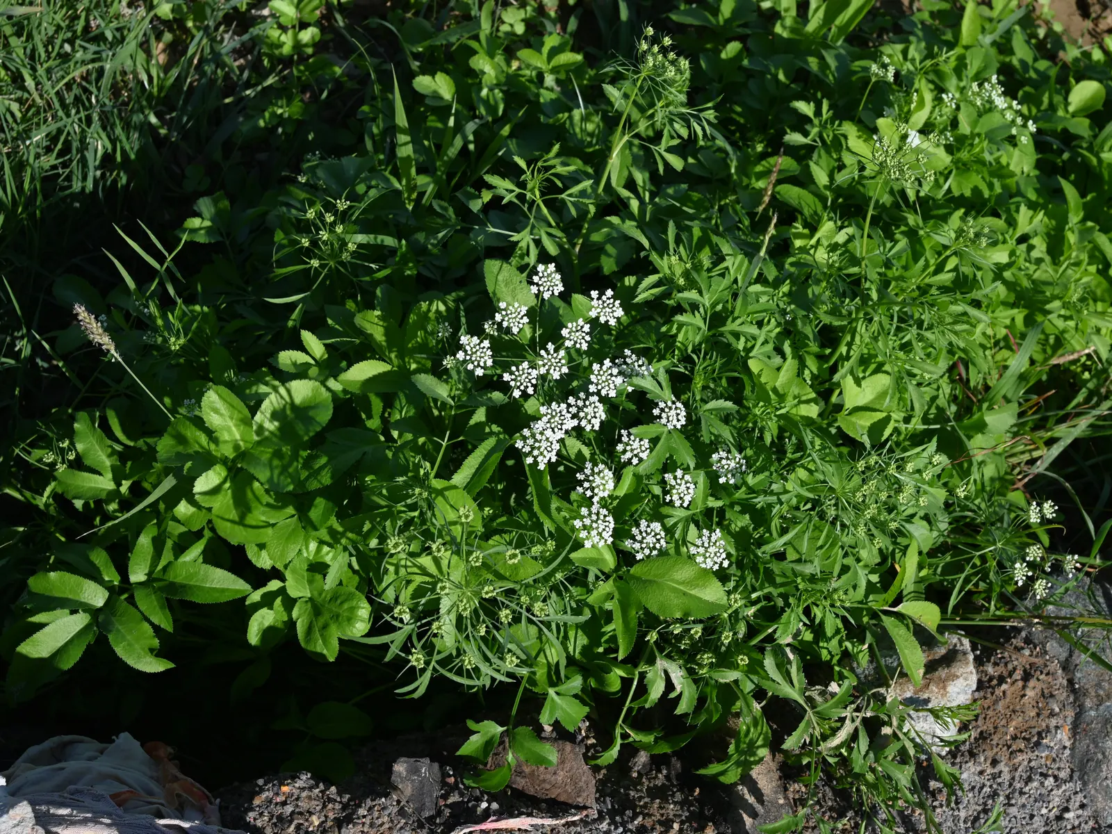 Bishop's Weed (Aegopodium Podagraria) — ground cover / perennial for full or half or shade; often requiring barriers or regular maintenance to keep, image 69