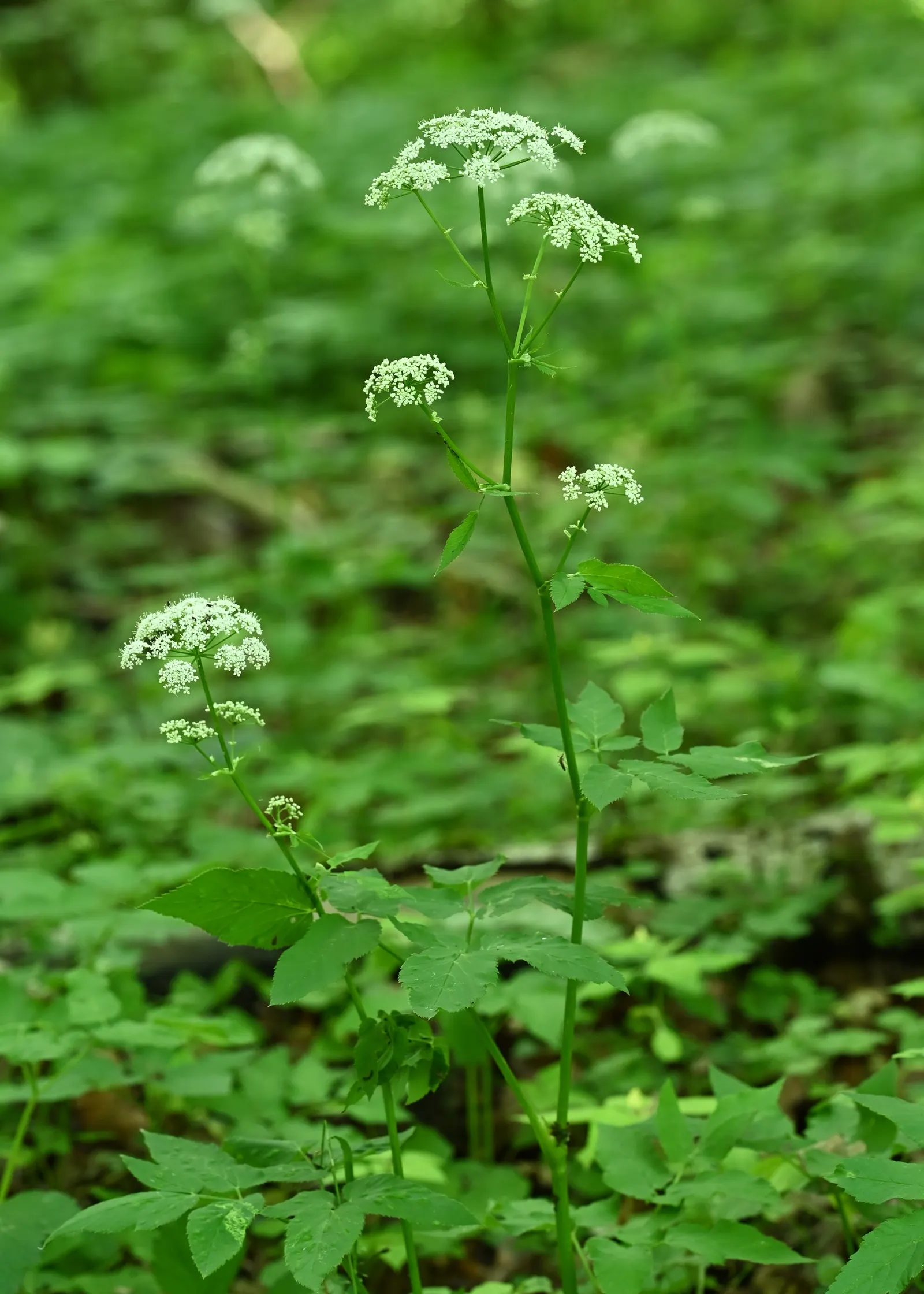 Bishop's Weed (Aegopodium Podagraria) — white umbel flowers atop distinct; its variegated leaves are light green with creamy edges, offering a, image 129