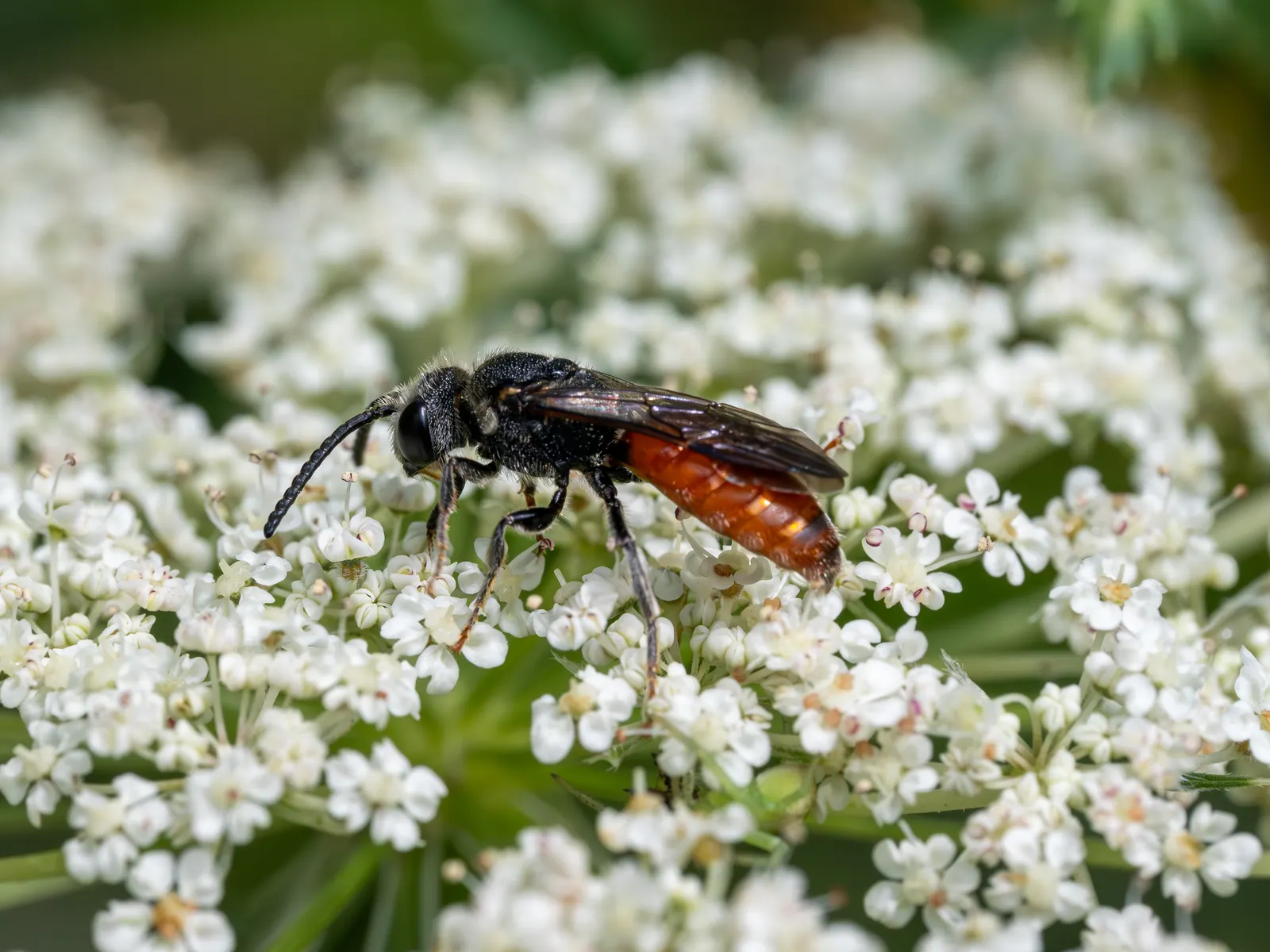 Bishop's Weed (Aegopodium Podagraria) — Hardy in zones 4-9, it thrives in partial to full shade and prefers moist soil; is a fast-growing, image 96