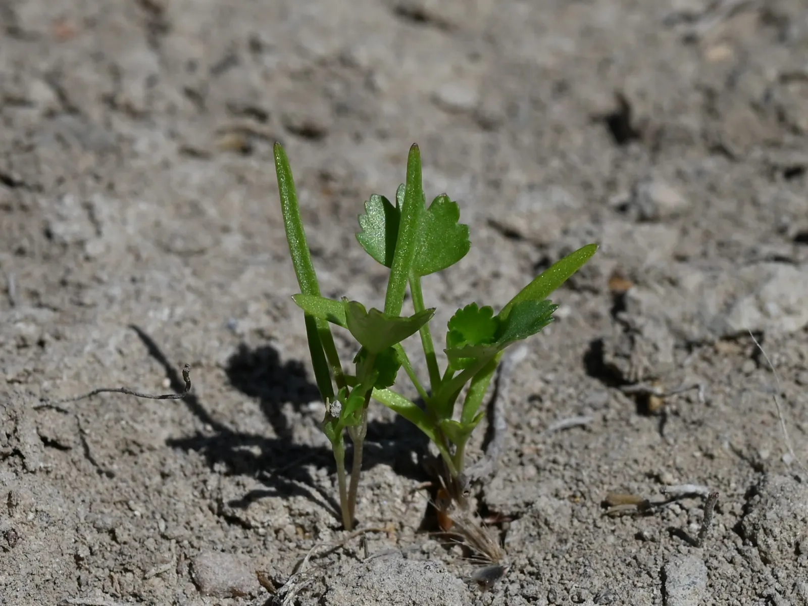 Bishop's Weed (Aegopodium Podagraria) — native to Europe and Asia; herbaceous perennial well-suited for temperate landscapes where a hearty, image 123