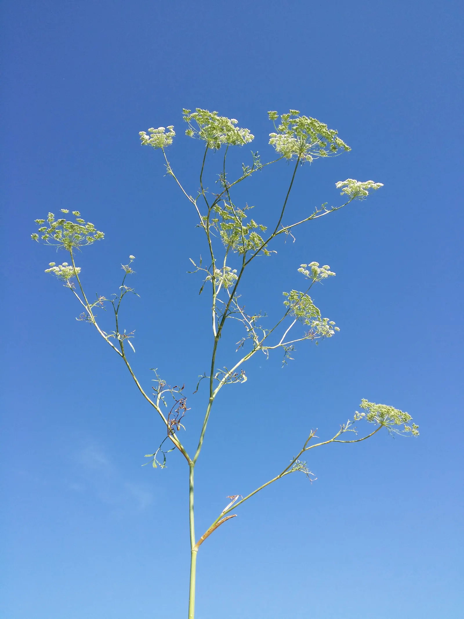 Bishop's Weed (Aegopodium Podagraria) — commonly called Bishop's Weed or Goutweed; hardy in zones 4-9, it thrives in partial to full shade and, image 47