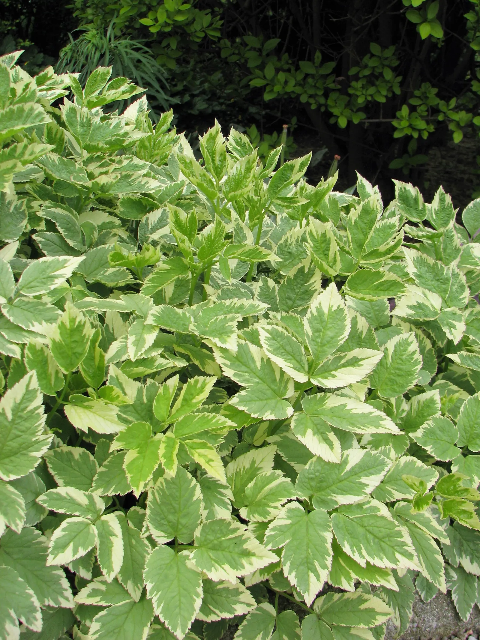 Bishop's Weed (Aegopodium Podagraria) — often requiring barriers or regular maintenance to keep it contained; as its vigor can lead to dominance, image 112