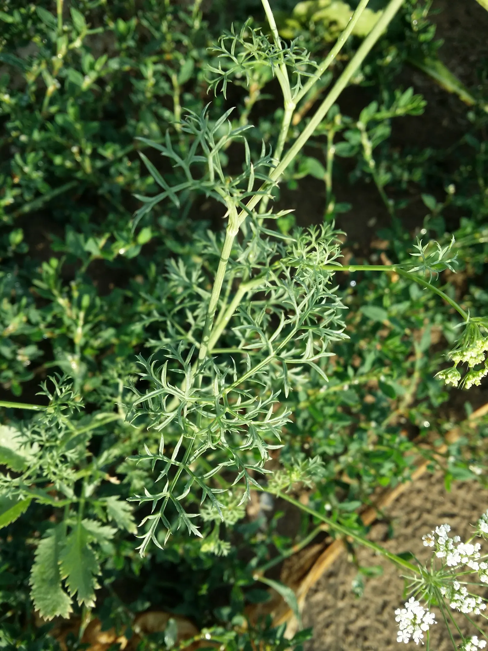 Bishop's Weed (Aegopodium Podagraria) — as its vigor can lead to dominance over less aggressive species; bringing brightness to shady spaces, image 68