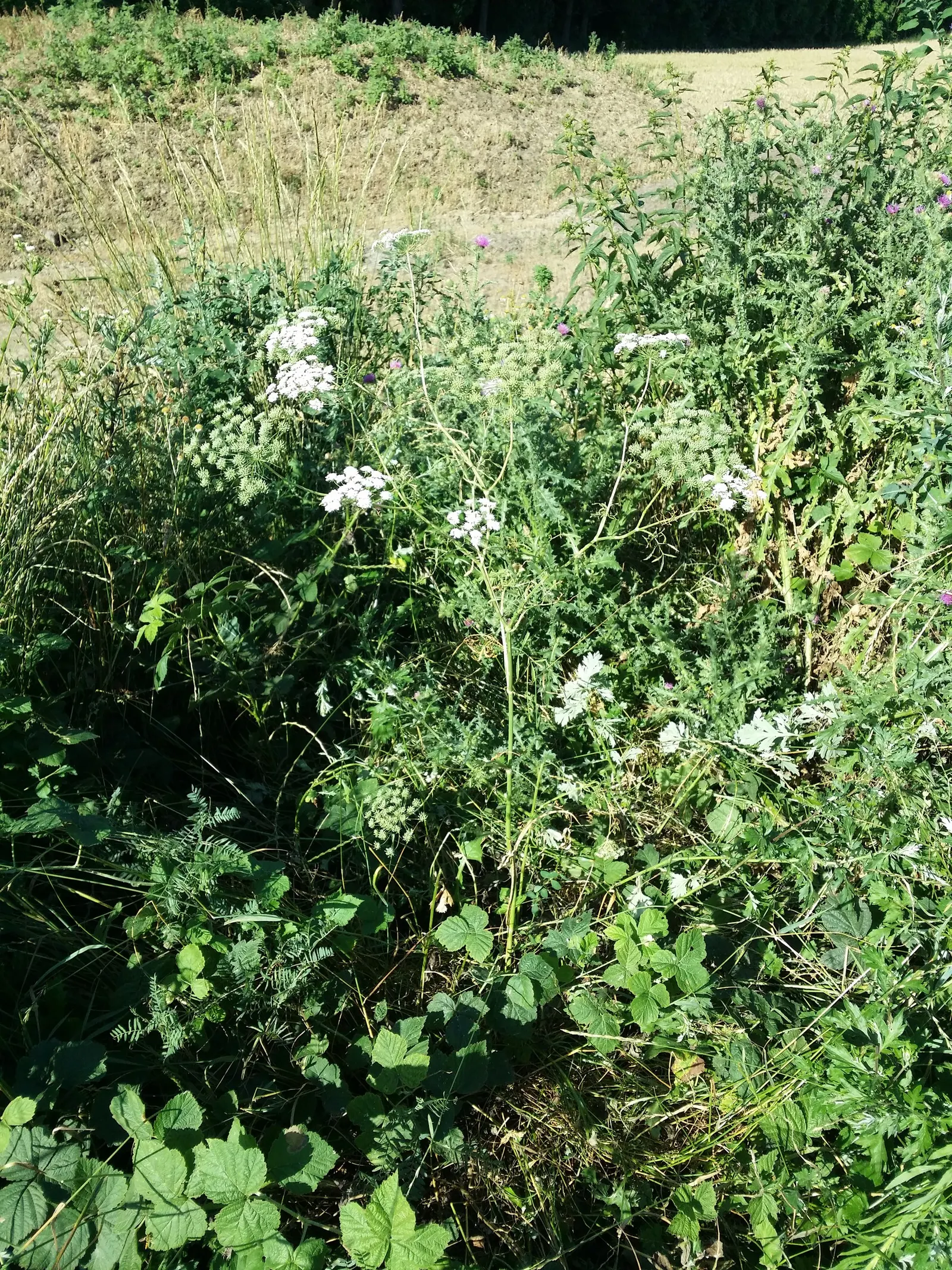 Bishop's Weed (Aegopodium Podagraria) — Care should be taken to control its spread; hollow stems that can add a delicate visual appeal to the