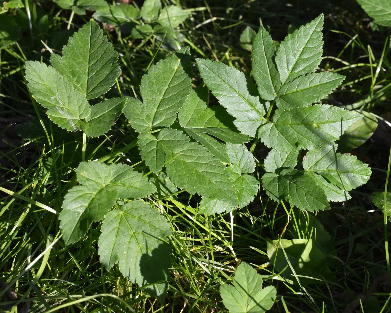 Bishop's Weed (Aegopodium Podagraria) — herbaceous perennial well-suited for temperate landscapes where a hearty groundcover is desired; ground, image 53
