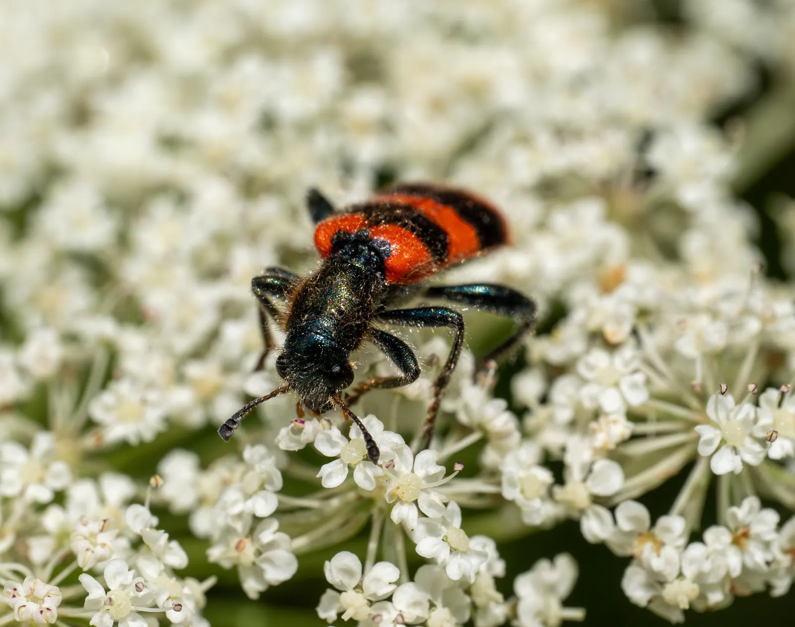 Bishop's Weed (Aegopodium Podagraria) — often requiring barriers or regular maintenance to keep it contained; as its vigor can lead to dominance over less