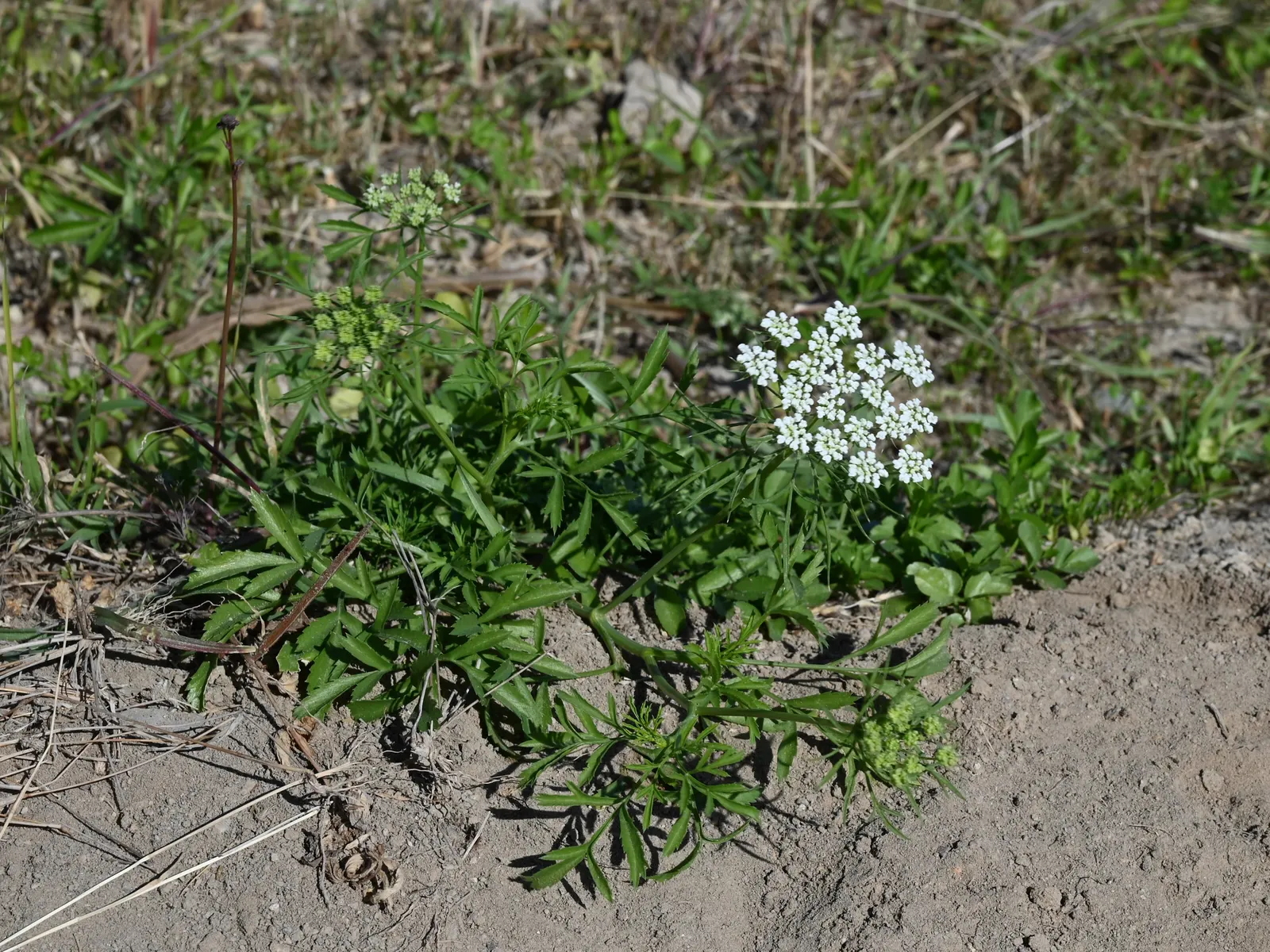 Bishop's Weed (Aegopodium Podagraria) — commonly called Bishop's Weed or Goutweed; hardy in zones 4-9, it thrives in partial to full shade and, image 116