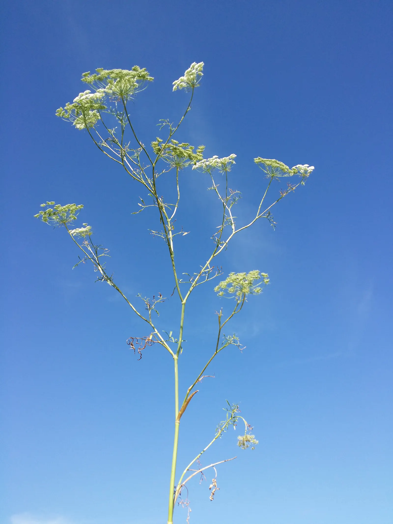 Bishop's Weed (Aegopodium Podagraria) — herbaceous perennial well-suited for temperate landscapes where a hearty groundcover is desired; ground, image 76