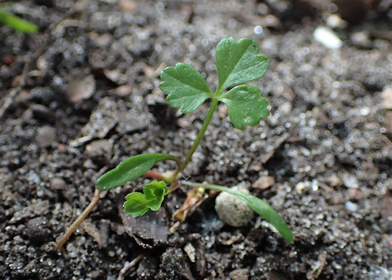 Bishop's Weed (Aegopodium Podagraria) — as its vigor can lead to dominance over less aggressive species; bringing brightness to shady spaces, image 114