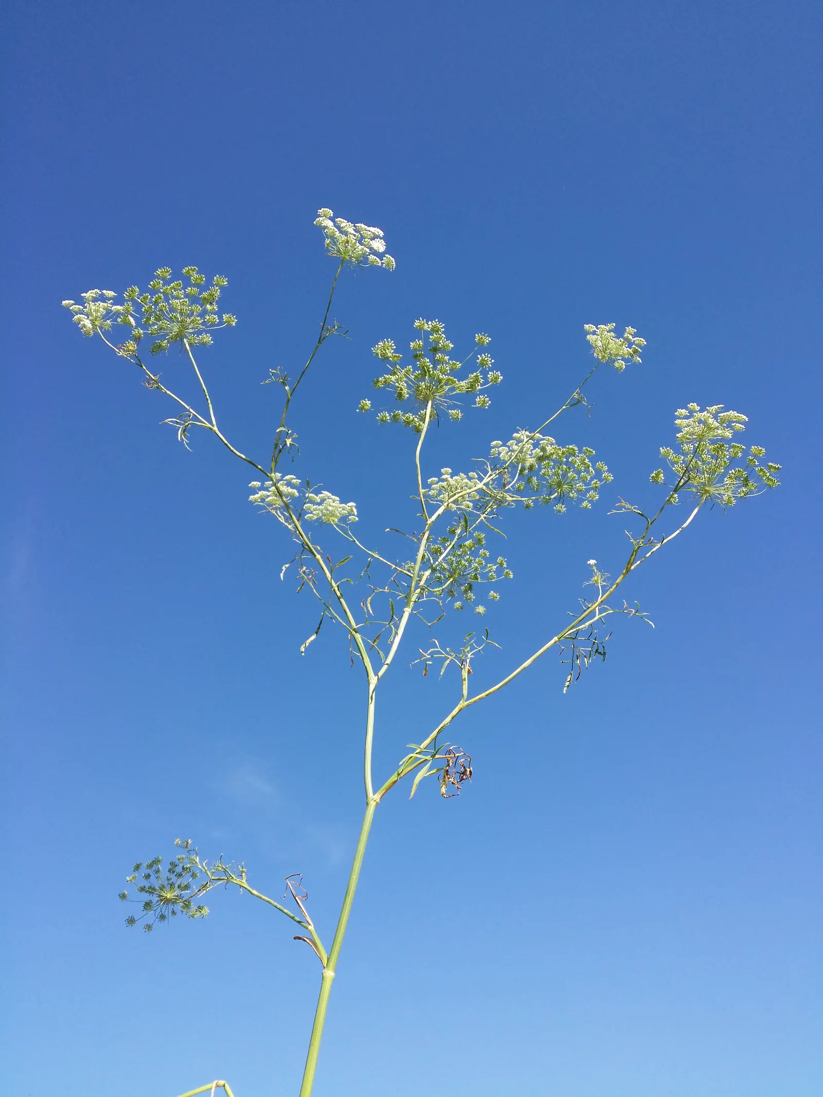 Bishop's Weed (Aegopodium Podagraria) — often requiring barriers or regular maintenance to keep it contained; as its vigor can lead to dominance, image 89