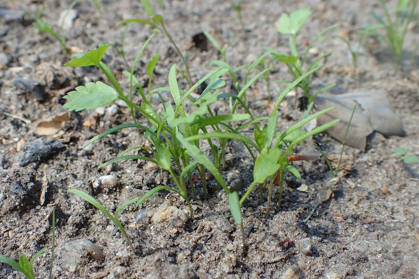 Bishop's Weed (Aegopodium Podagraria) — Be mindful when introducing this plant to your garden; ideal for challenging spots where other plants struggle