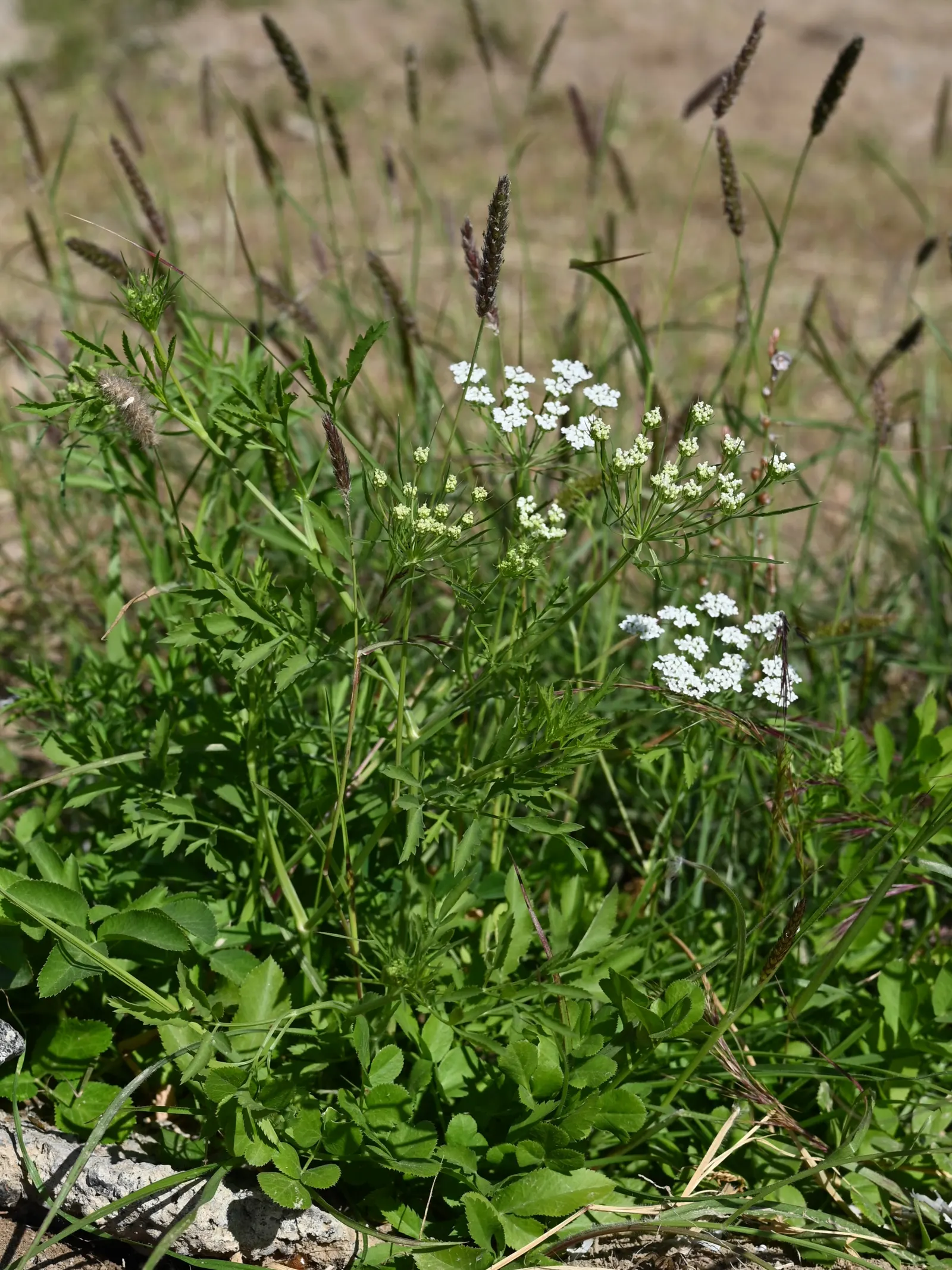 Bishop's Weed (Aegopodium Podagraria) — often requiring barriers or regular maintenance to keep it contained; as its vigor can lead to dominance, image 66