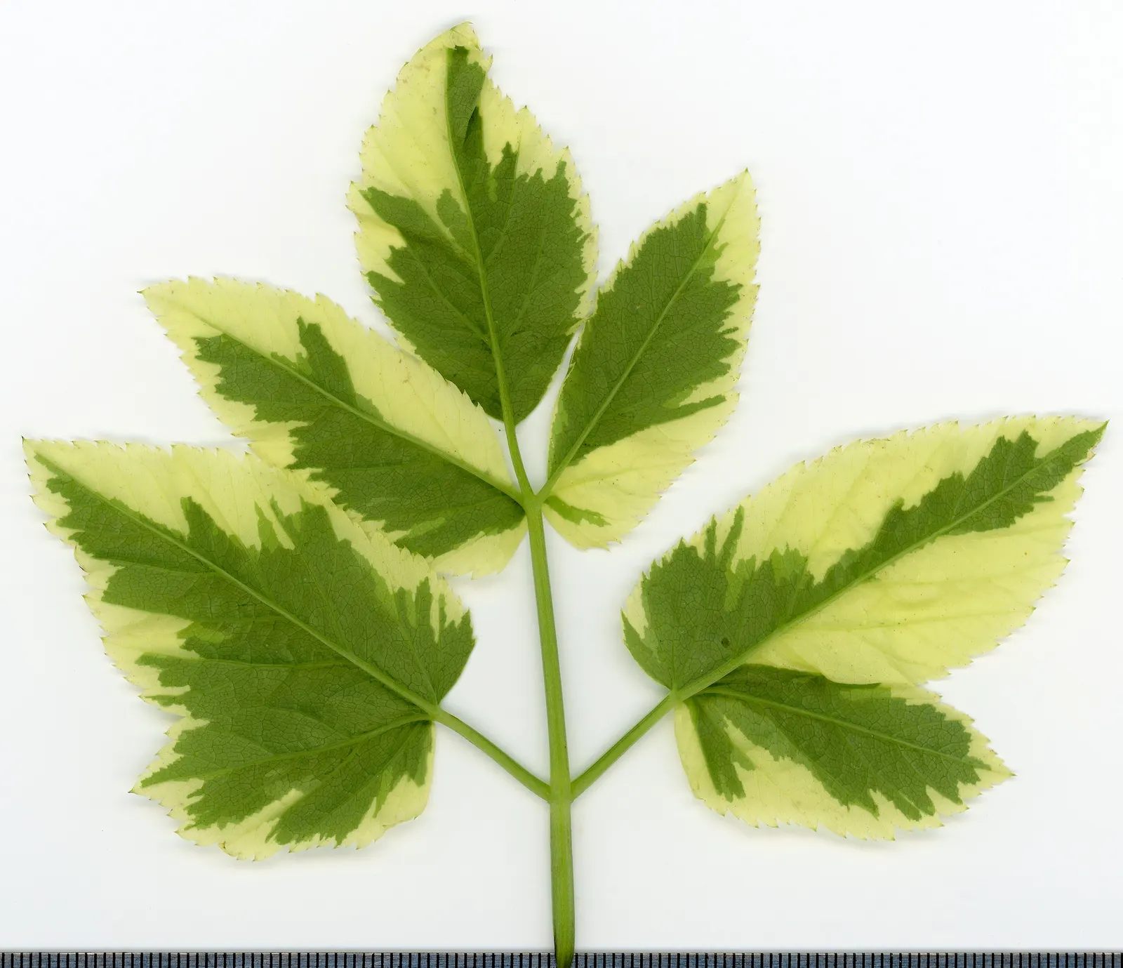 Bishop's Weed (Aegopodium Podagraria) — Ideal for challenging spots where other plants struggle; it thrives under a range of light conditions, image 98