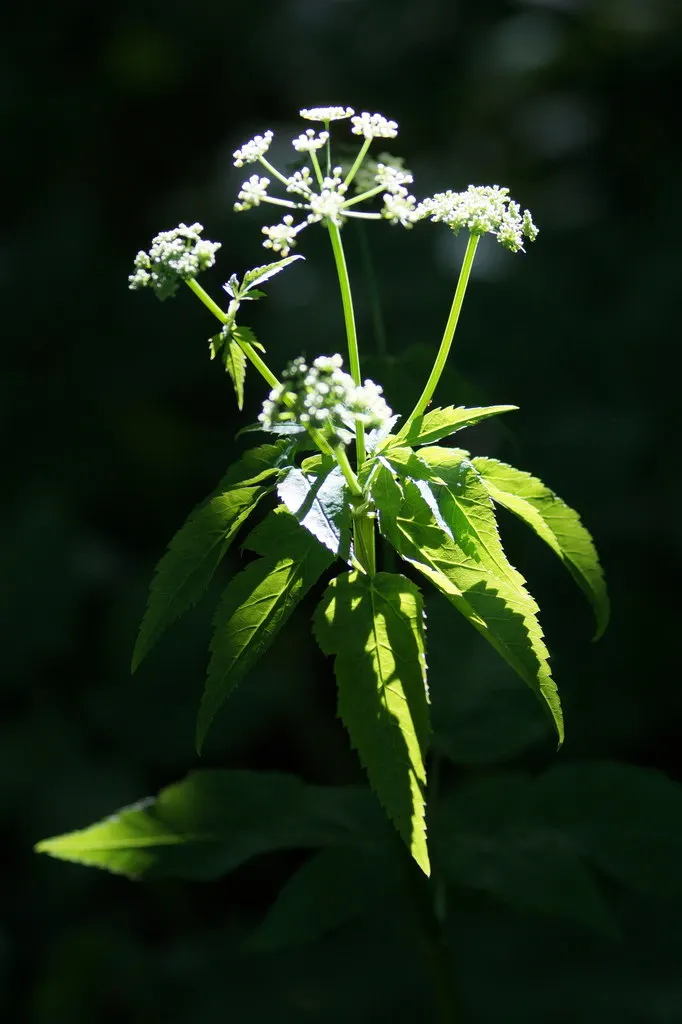 Bishop's Weed (Aegopodium Podagraria) — Care should be taken to control its spread; hollow stems that can add a delicate visual appeal to the, image 111