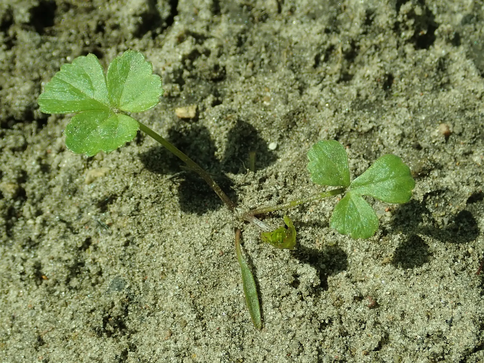 Bishop's Weed (Aegopodium Podagraria) — it thrives under a range of light conditions; from full sun to full shade, image 108