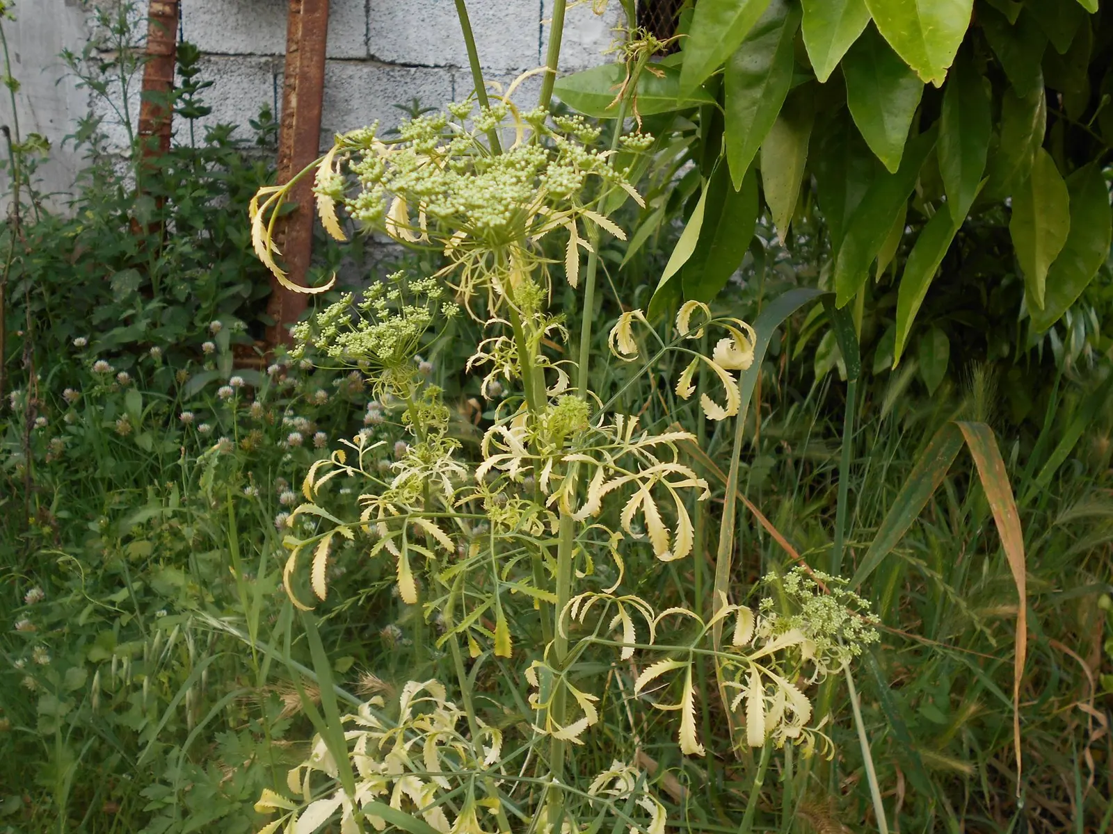 Bishop's Weed (Aegopodium Podagraria) — is a fast-growing groundcover reaching 12 to 36 inches in height; the foliage presents a striking, image 48