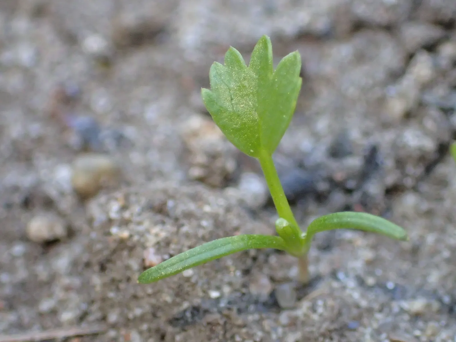 Bishop's Weed (Aegopodium Podagraria) — Its variegated leaves are light green with creamy edges, offering a striking visual contrast; however, it, image 49