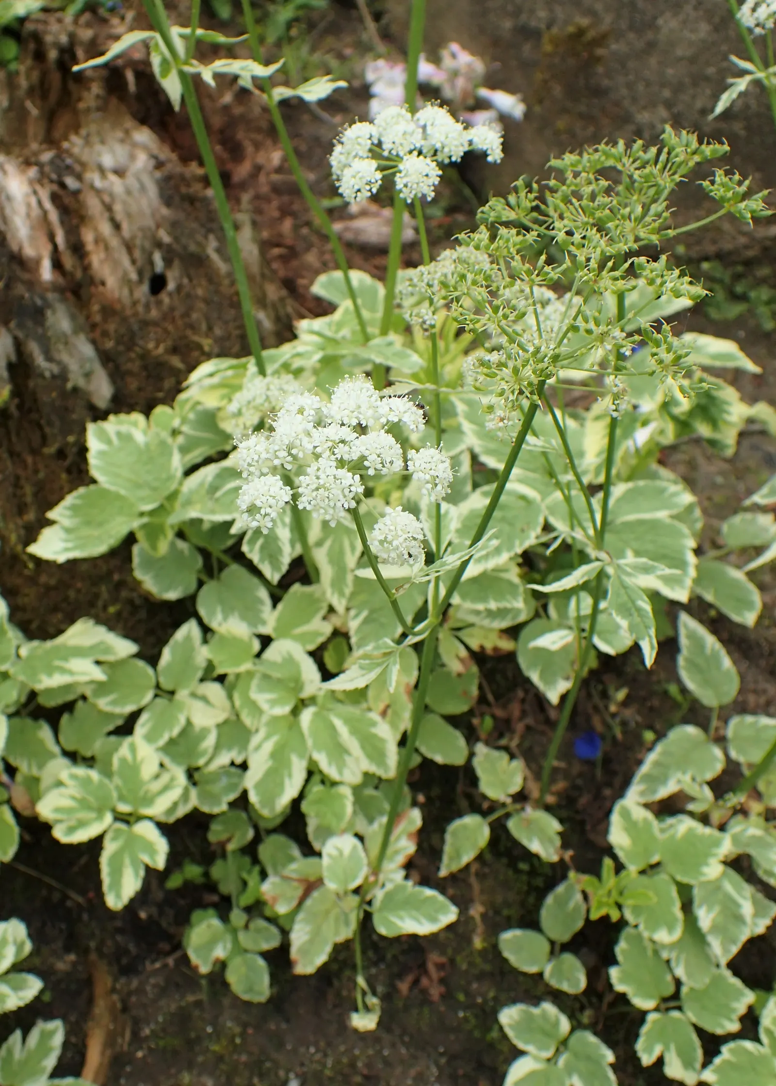 Bishop's Weed (Aegopodium Podagraria) — native to Europe and Asia; herbaceous perennial well-suited for temperate landscapes where a hearty, image 100