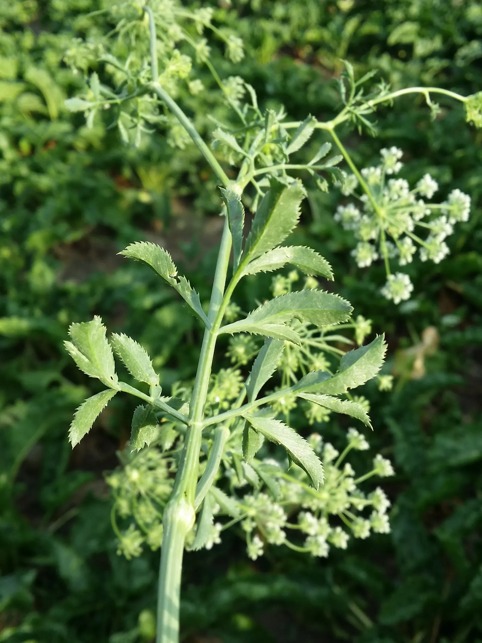 Bishop's Weed (Aegopodium Podagraria) — white umbel flowers atop distinct; its variegated leaves are light green with creamy edges, offering a, image 60