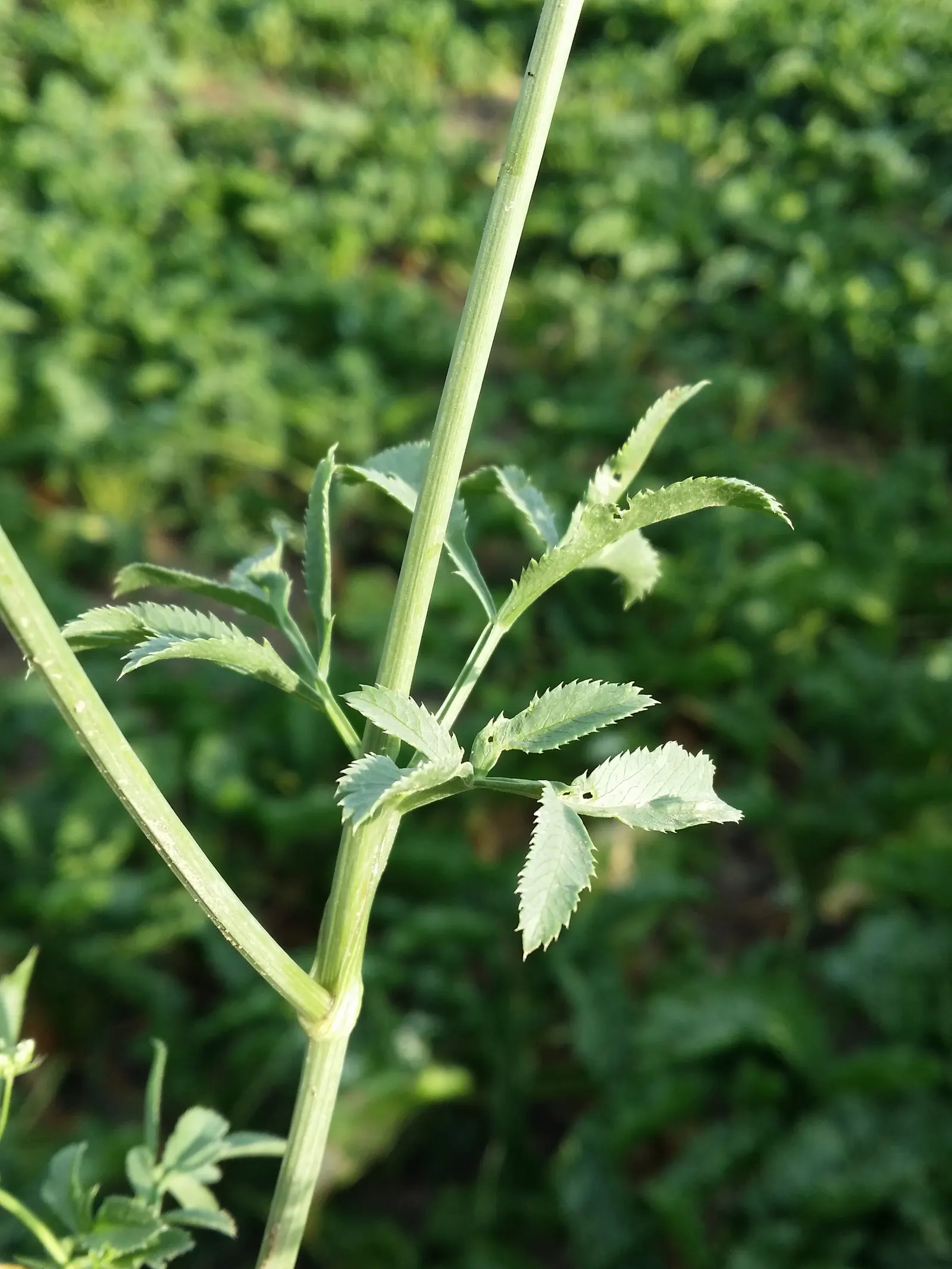 Bishop's Weed (Aegopodium Podagraria) — Be mindful when introducing this plant to your garden; ideal for challenging spots where other plants, image 67