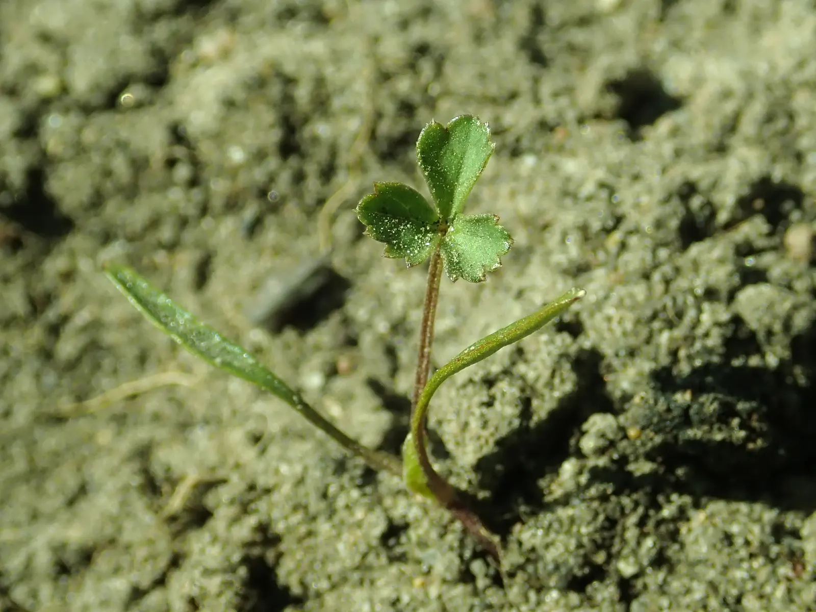 Bishop's Weed (Aegopodium Podagraria) — native to Europe and Asia; herbaceous perennial well-suited for temperate landscapes where a hearty, image 54