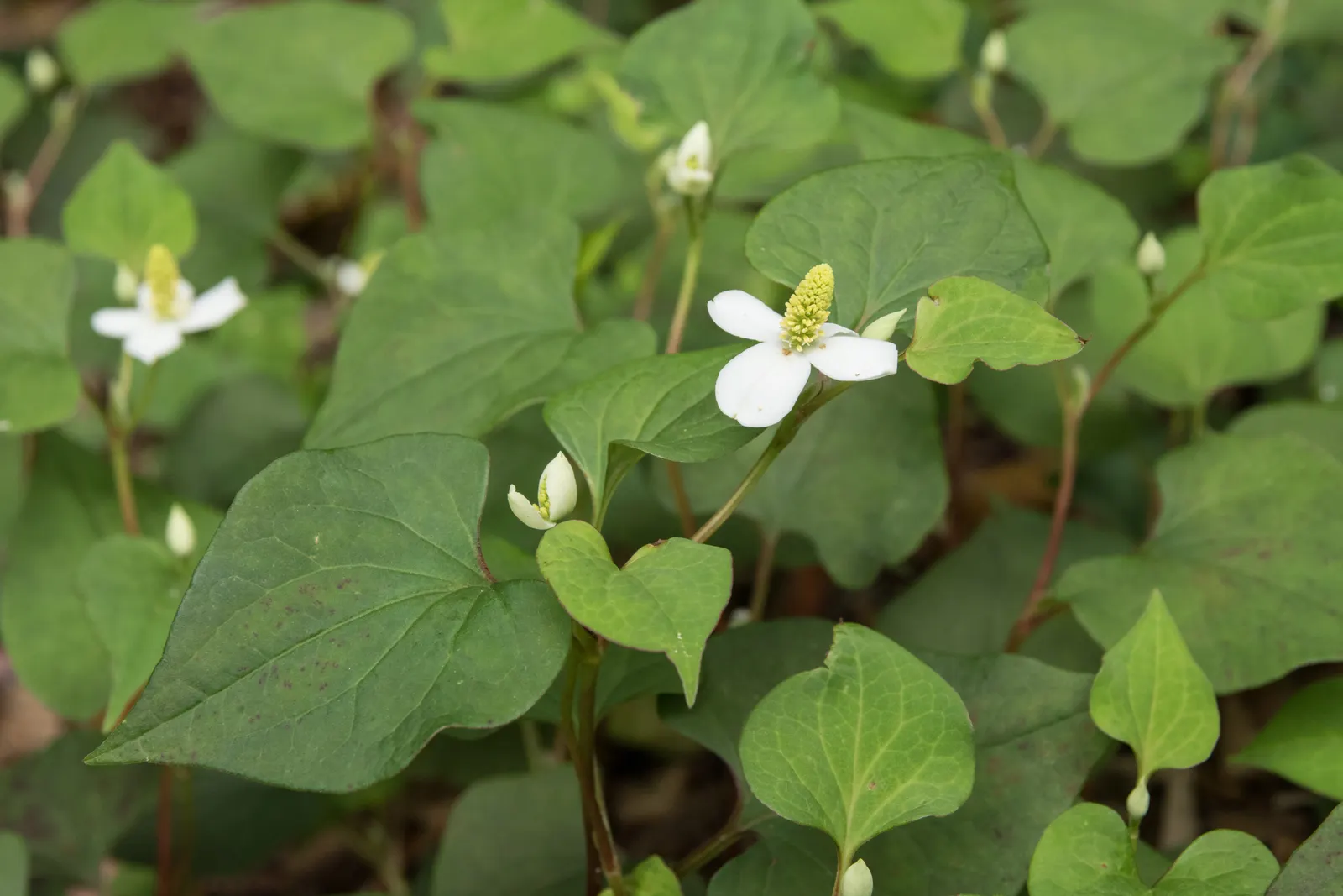 Bishop's Weed (Aegopodium Podagraria) — but caution is warranted as it is an aggressive spreader