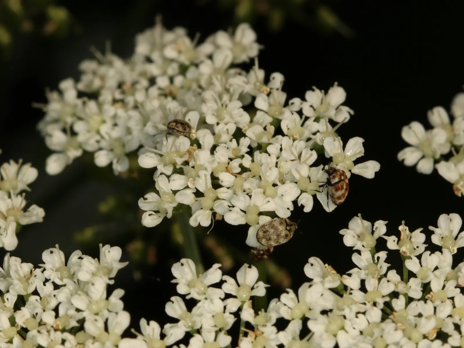 Bishop's Weed (Aegopodium Podagraria) — often requiring barriers or regular maintenance to keep it contained; as its vigor can lead to dominance, image 135