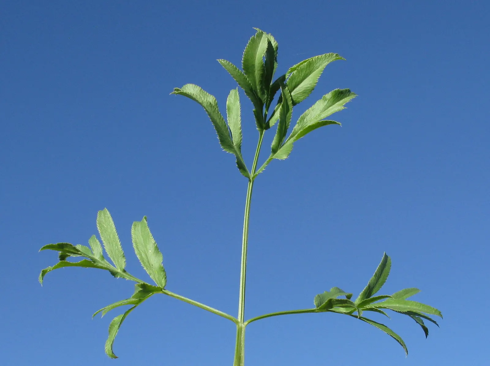 Bishop's Weed (Aegopodium Podagraria) — commonly called Bishop's Weed or Goutweed