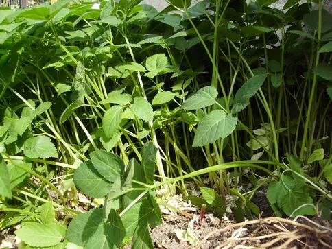 Bishop's Weed (Aegopodium Podagraria) — commonly called Bishop's Weed or Goutweed; hardy in zones 4-9, it thrives in partial to full shade and, image 139