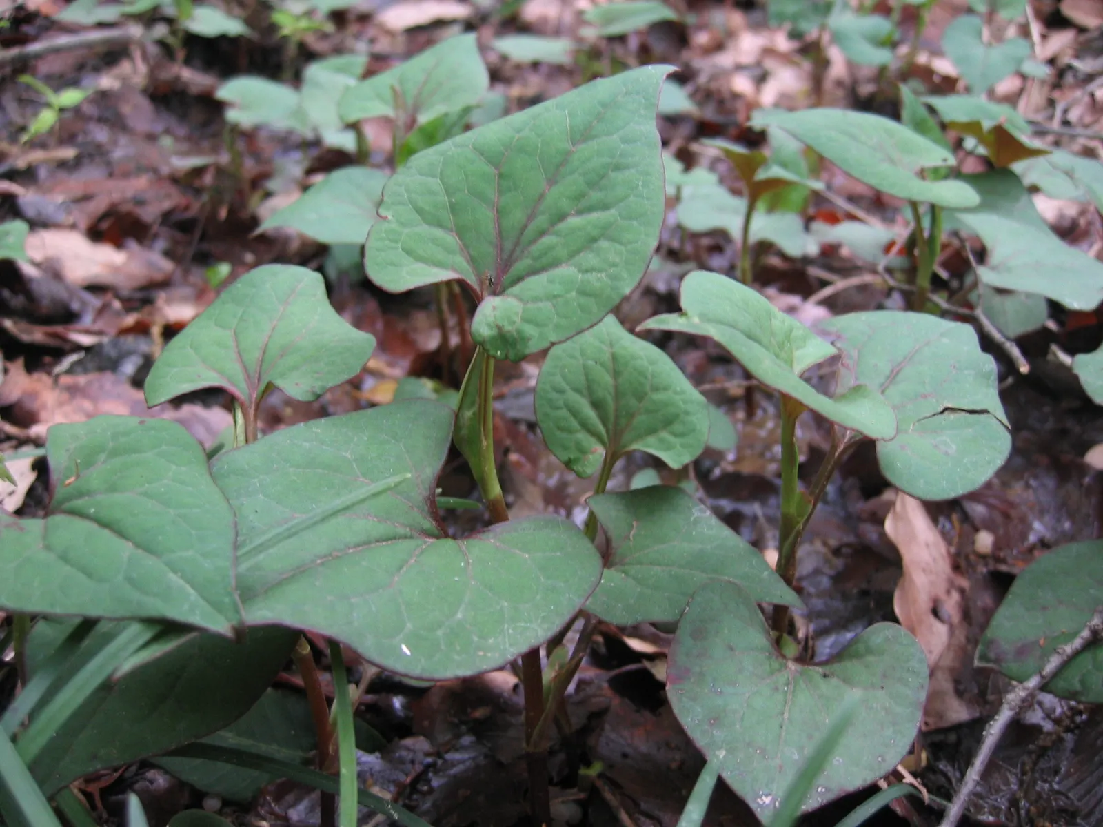 Bishop's Weed (Aegopodium Podagraria) — is often appreciated for its lush foliage and resilience
