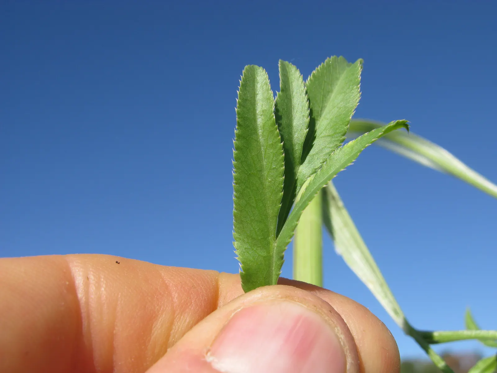 Bishop's Weed (Aegopodium Podagraria) — is a fast-growing groundcover reaching 12 to 36 inches in height