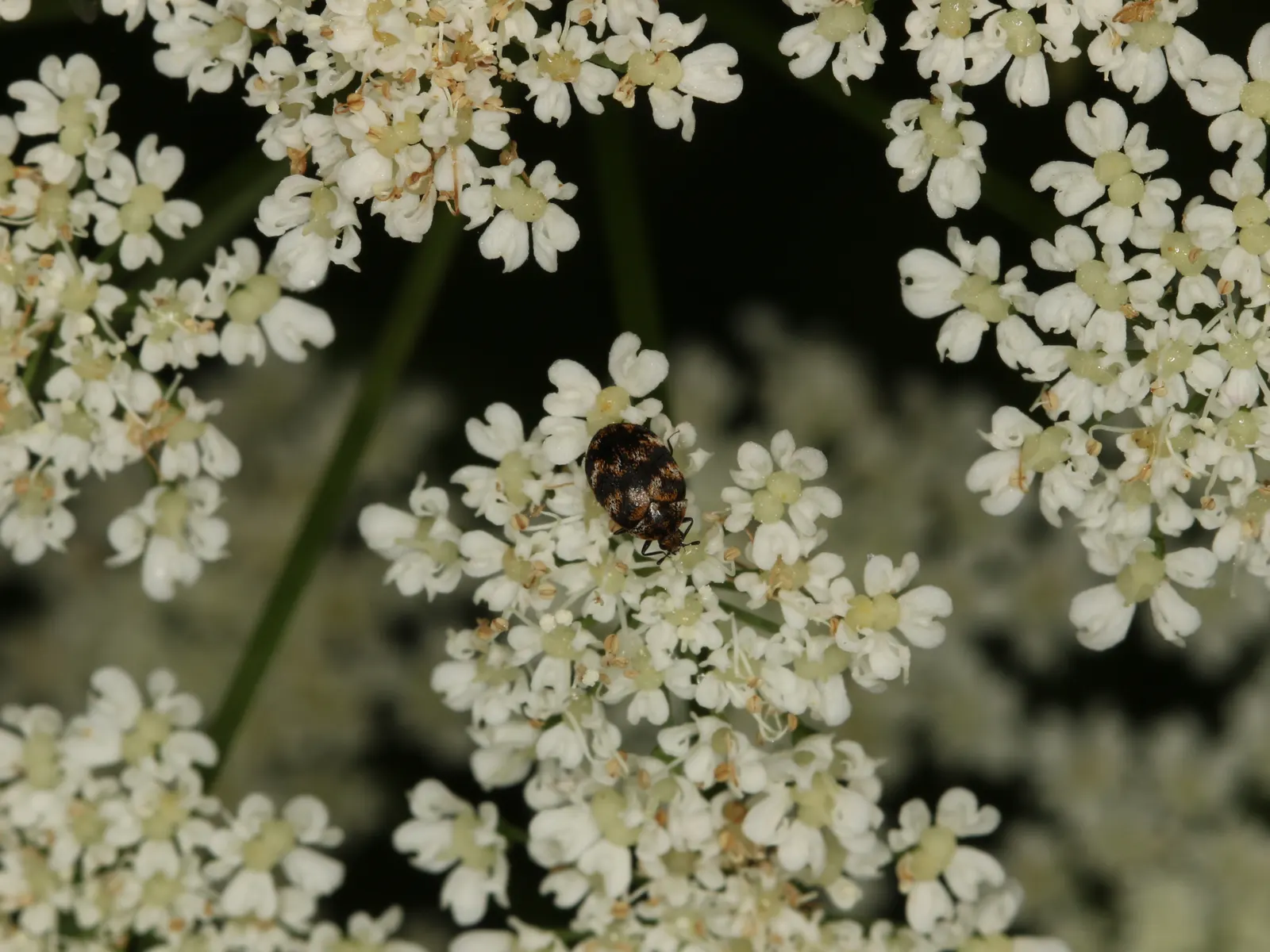 Bishop's Weed (Aegopodium Podagraria) — Be mindful when introducing this plant to your garden; ideal for challenging spots where other plants, image 136