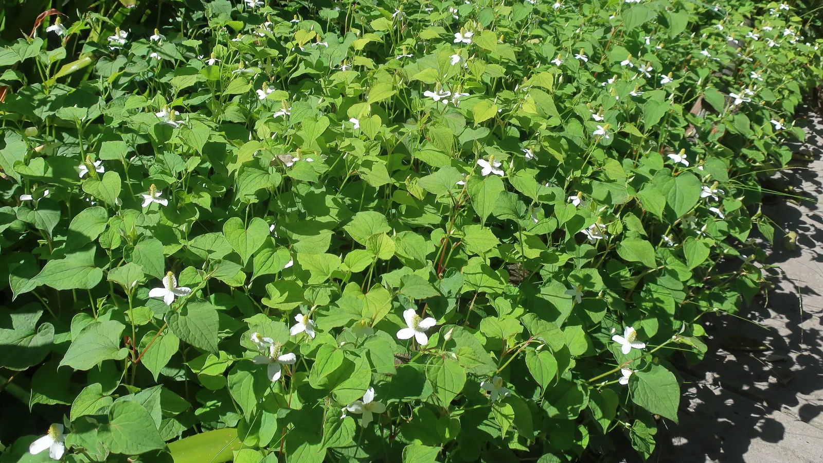 Bishop's Weed (Aegopodium Podagraria) — ground cover / perennial for full or half or shade; often requiring barriers or regular maintenance to keep, image 115