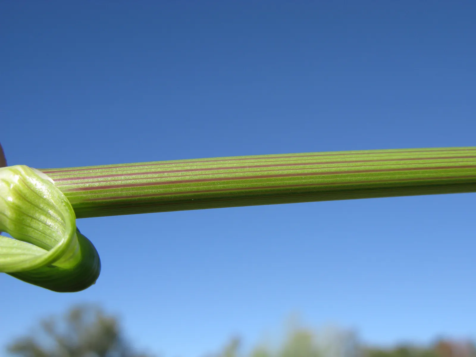 Bishop's Weed (Aegopodium Podagraria) — from full sun to full shade; commonly called Bishop's Weed or Goutweed