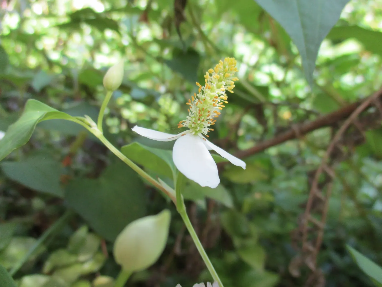 Bishop's Weed (Aegopodium Podagraria) — native to Europe and Asia
