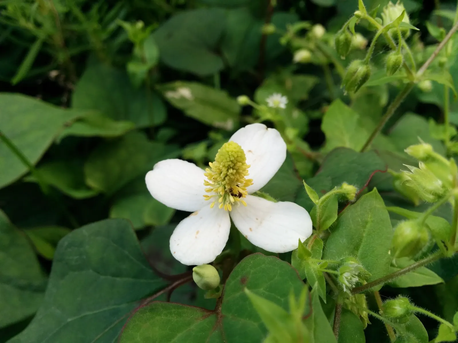 Bishop's Weed (Aegopodium Podagraria) — bringing brightness to shady spaces