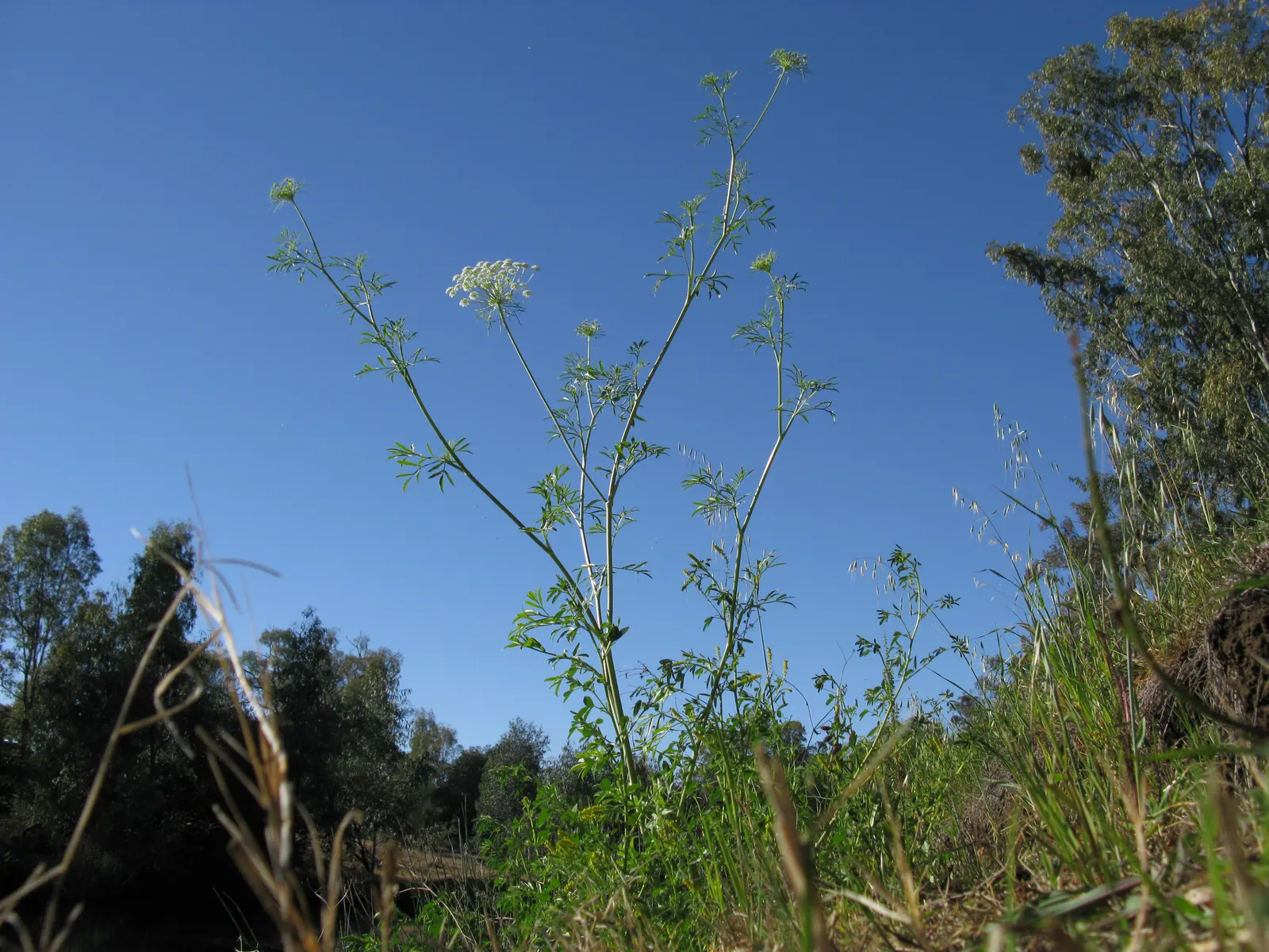 Bishop's Weed (Aegopodium Podagraria) — Its variegated leaves are light green with creamy edges, offering a striking visual contrast