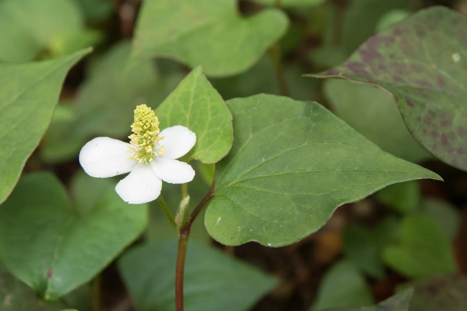 Bishop's Weed (Aegopodium Podagraria) — Hardy in zones 4-9, it thrives in partial to full shade and prefers moist soil