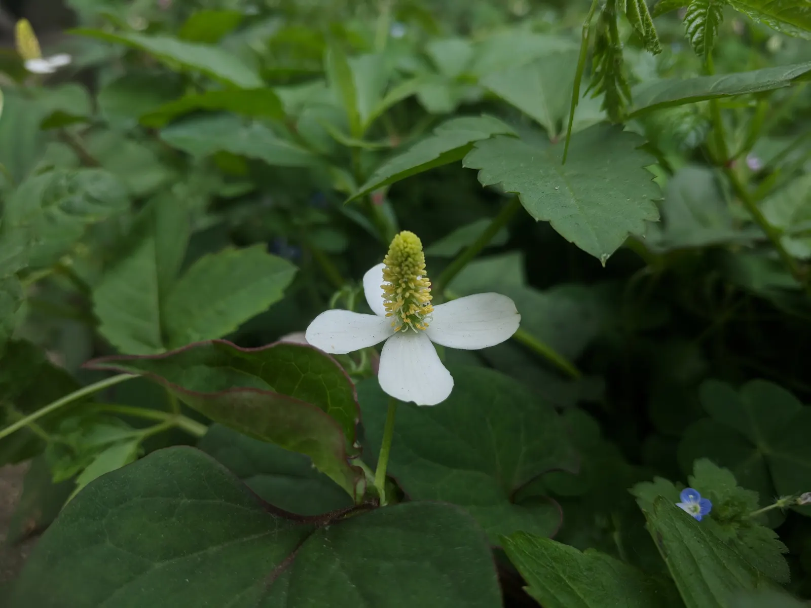 Bishop's Weed (Aegopodium Podagraria) — white umbel flowers atop distinct