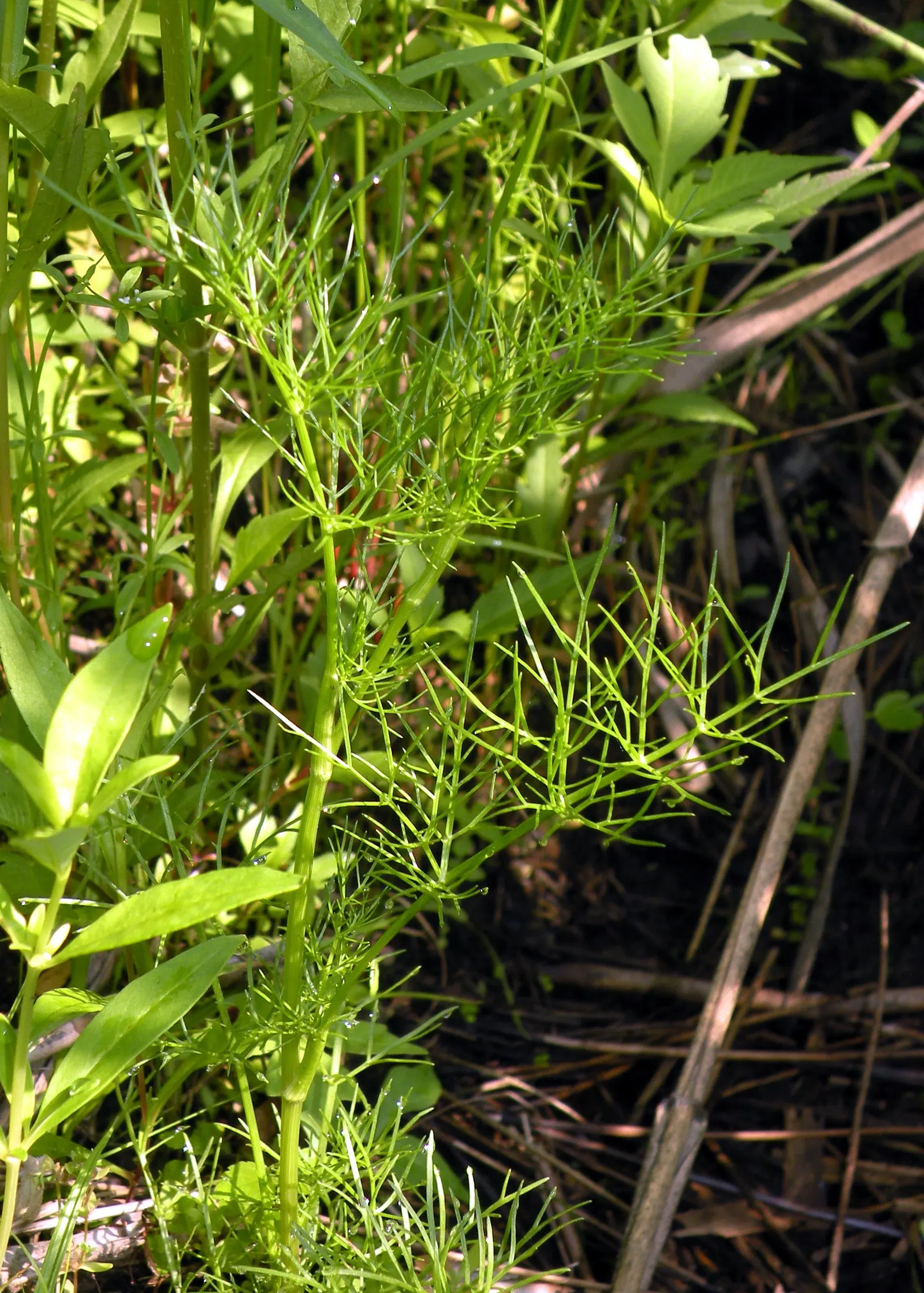 Bishop's Weed (Aegopodium Podagraria) — from full sun to full shade